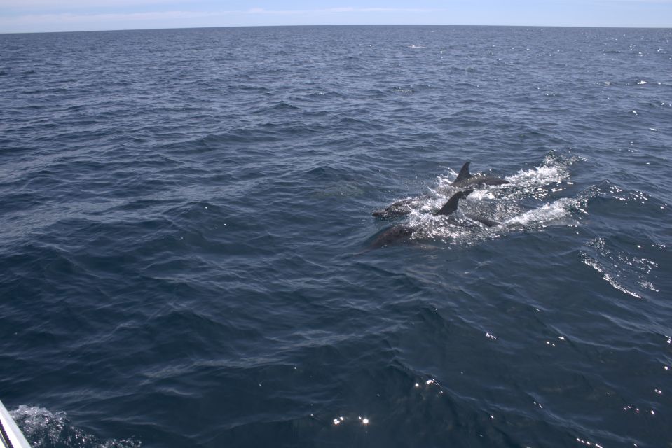 Dolphin Watching and Marine Wild Life in Faro - Whats Included in the Tour