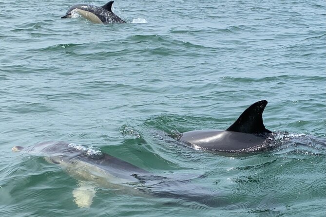 Dolphin Watching in Lisbon - What to Expect on the Cruise