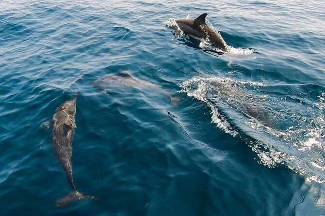 Dolphin Watching in Muscat - Meeting and Pickup Details