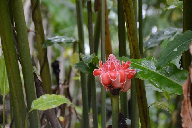 El Yunque Rainforest Guided Hiking With Waterfall Tour - Excluded From the Tour