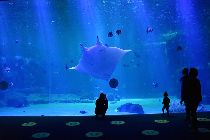 Entrance Ticket Nausicaa, the Biggest Aquarium in Europe - Visitor Experiences