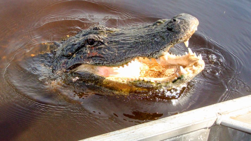 Everglades: Mangrove Maze Airboat Tour and Boardwalk - Tour Inclusions