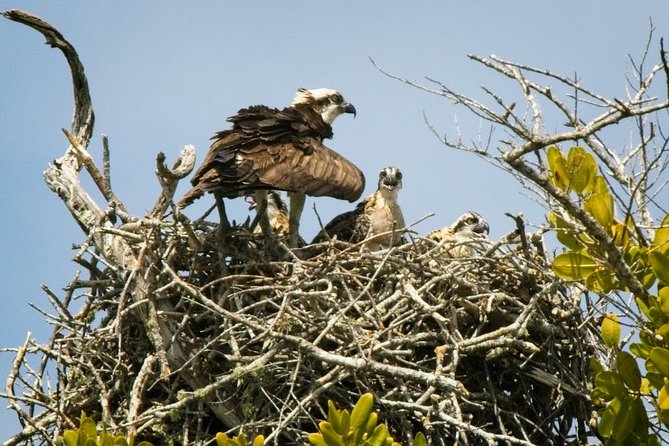 Everglades National Park Biologist Led Adventure: Cruise, Hike + Airboat - Accessibility and Group Size