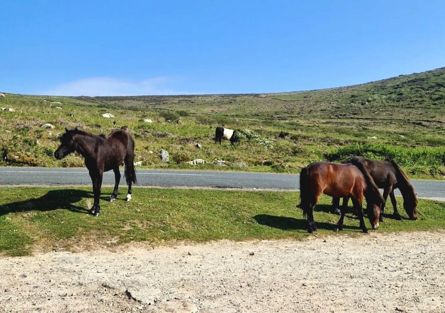 Exclusive Full Day Guided Tour - Lizard and West Cornwall - Transportation and Amenities