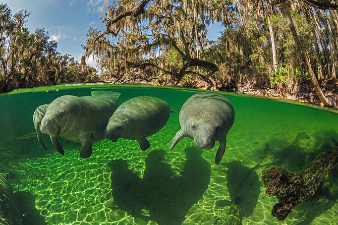 Exclusive Small Group VIP Heated Manatee Snorkel Tour - Itinerary and Experience