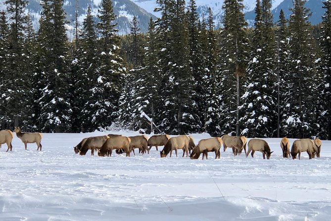 Experience Banff National Park & Lake Louise | Moraine Lake - PRIVATE DAY TOUR - Exclusions