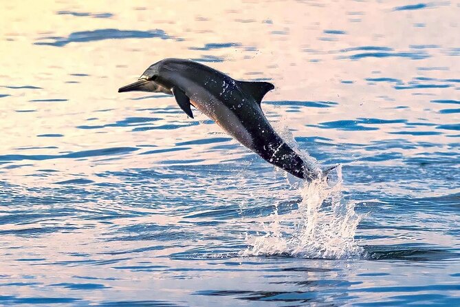 Experience Dolphin Watching and Snorkeling in Muscat - Additional Important Information