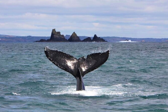 Fastnet Rock Lighthouse & Cape Clear Island Tour Departing Baltimore. West Cork. - Customer Reviews