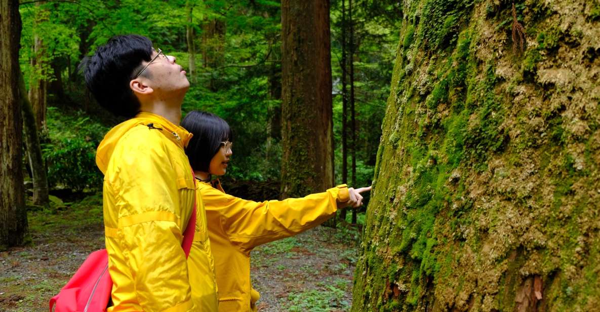 Fm Odawara: Forest Bathing and Onsen With Healing Power - Highlights and Experience