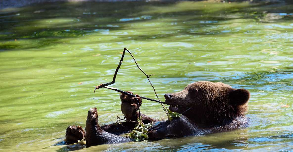 From Bucharest: Bear Sanctuary and Dracula Castle Day Tour - Libearty Bear Sanctuary