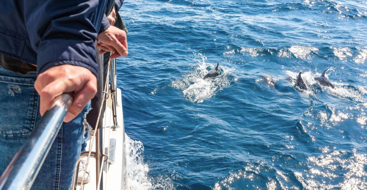 From Funchal: Madeira Dolphin and Whale Watching Tour - Tour Inclusions