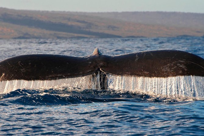 From Maalaea Harbor: Whale Watching Tours Aboard the Quicksilver - Meeting and Check-in