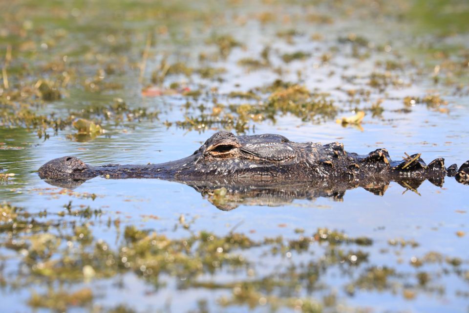 From Miami: Everglades Tour W/ Wet Walk, Boat Trips, & Lunch - Wet Walk With a Biologist