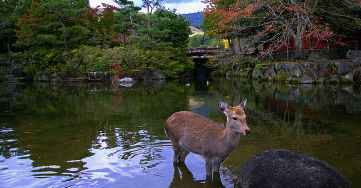 From Osaka: 10-hour Private Custom Tour to Nara - Transportation and Comfort