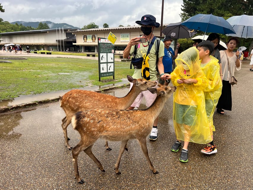 From Osaka/Kyoto: Kyoto and Nara Guided Bus Tour - Meal Options