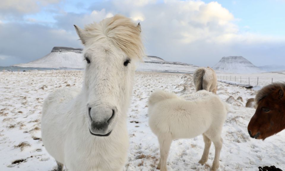 From Reykjavik: Full-day Golden Circle & Horse Riding Tour - Pickup and Drop-off Locations