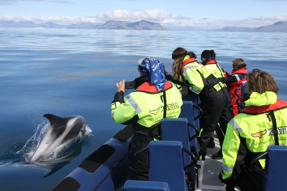 From Reykjavik: Whale Watching Tour by Speedboat - Inclusions and Amenities