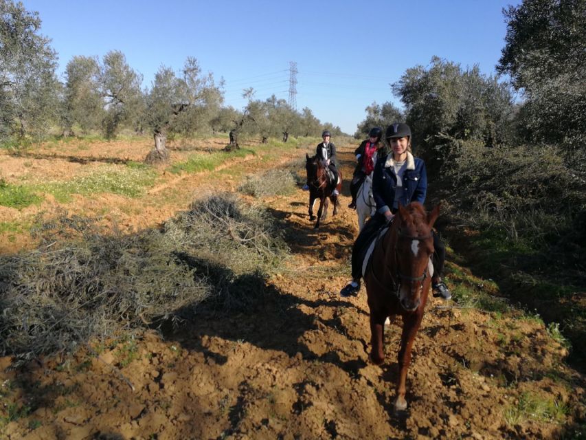 From Seville: Andalusian Horseback Ride - Interaction With Andalusian Horses