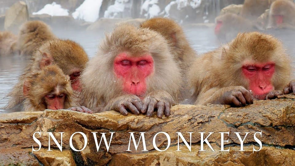 From Tokyo Memorable Snow Monkey Park & Zenkoji Temple Tour. - Inclusions