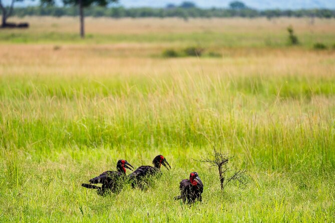 From Zanzibar: Mikumi Day Safari Including Flights - Group Size