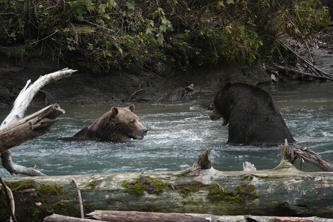 Full Day Grizzly Bear Tour to Toba Inlet - Klahoose First Nation Guide