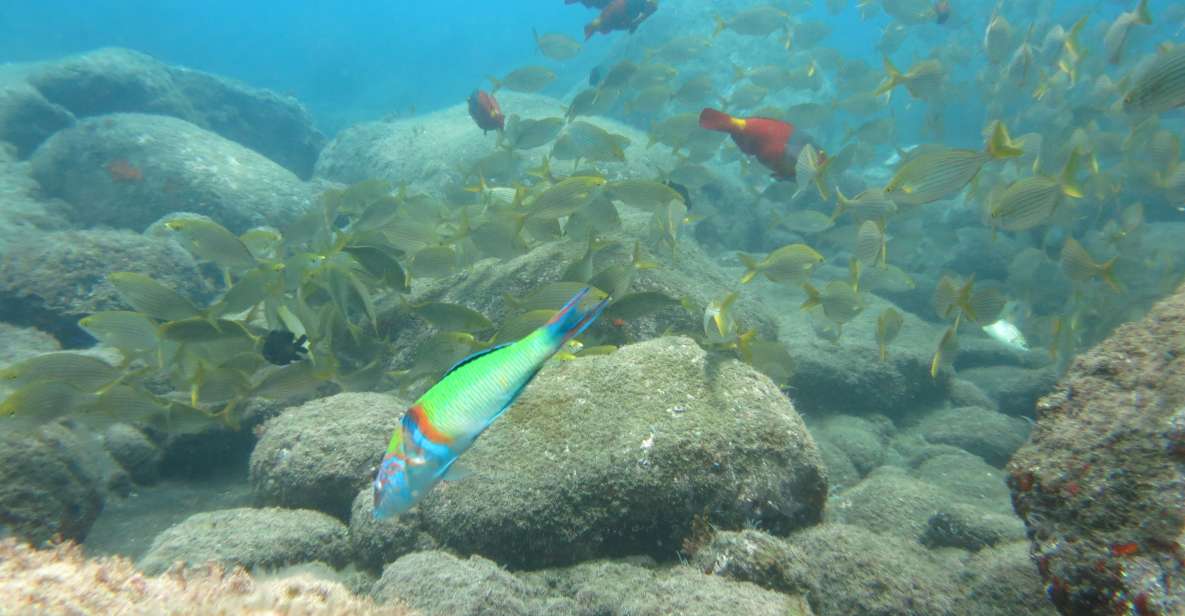 Funchal: Snorkeling Adventure in the Eco-Park - Cancellation Policy