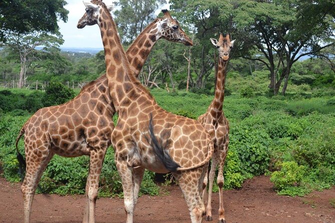 Giraffe Center and David Sheldrick Elephant Orphanage Day Tour From Nairobi - Giraffe Center and Observations