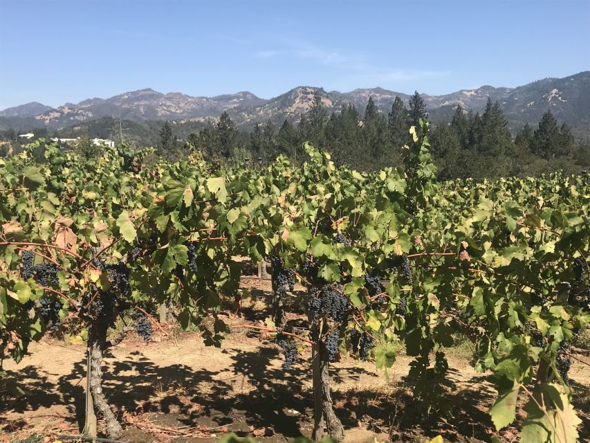 Guided Private Wine Tour to Napa and Sonoma Wine Country - Customizable Itinerary