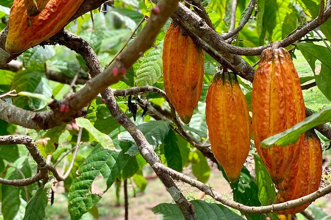 Half-day 3-Course Cocoa Lunch Tour in Trinidad - Exploring Trinidads Cocoa Culture