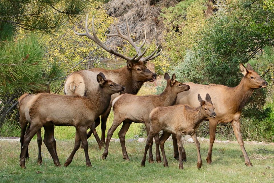 Half-Day RMNP Mountains to Sky Tour-RMNPhotographer - Wildlife and Scenery