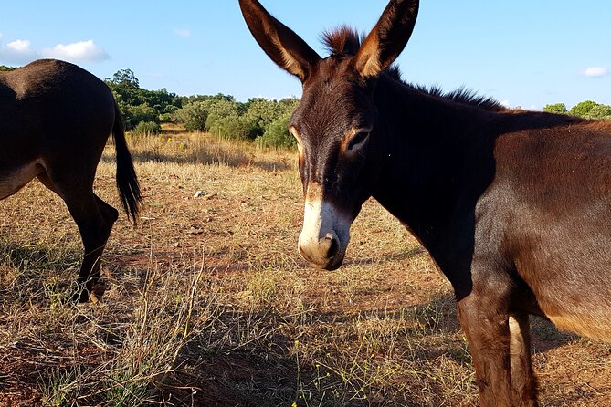 Half-Day Small-Group E-Bike Tour of Rural Algarve With Lunch - Additional Information