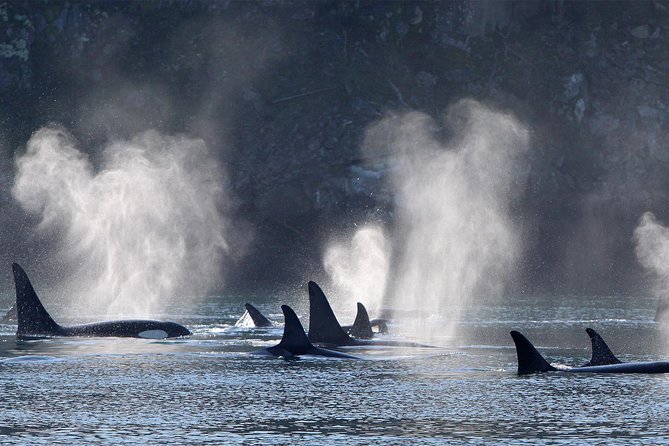 Half-Day Whale Watching Adventure From Telegraph Cove - Meeting and Pick-up