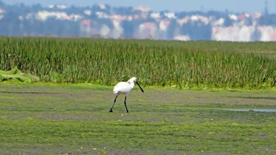 Hello: Private Boat Tour to Ria Formosa - Inclusions and Exclusions