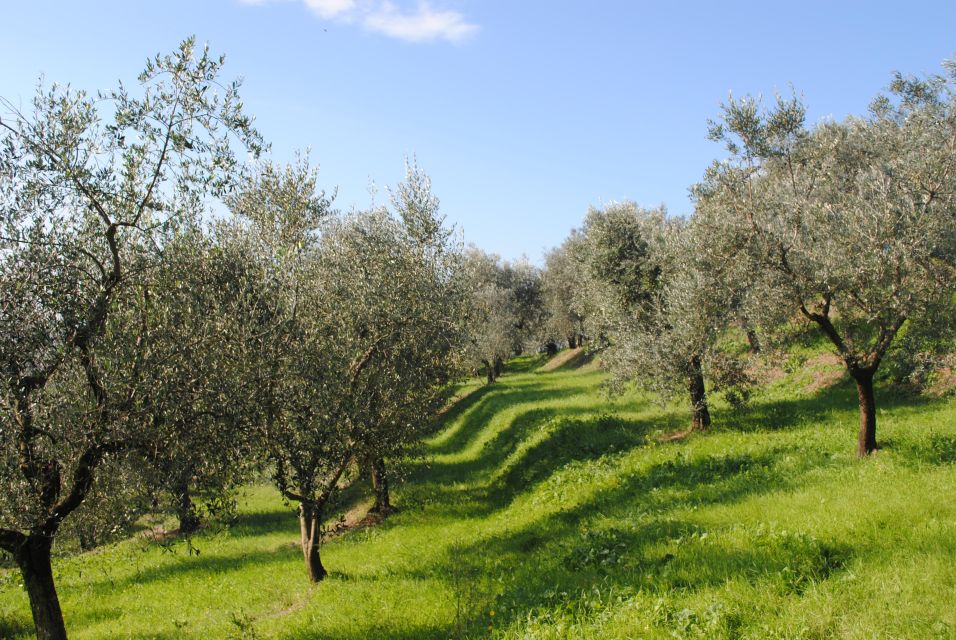 Heraklion: True Crete Melidoni Cave, Secrets of Honey, Olive - Culinary Experience