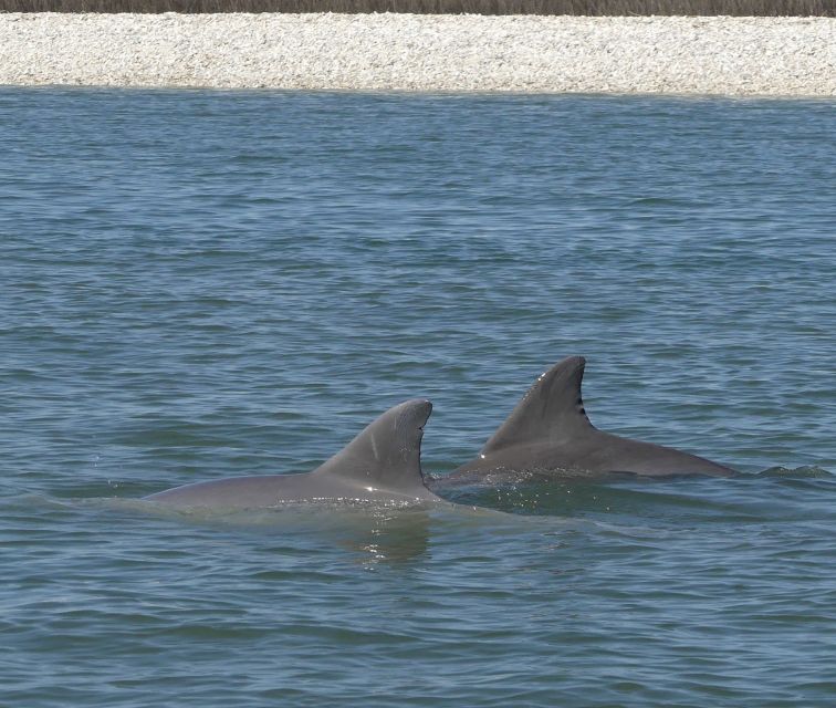 Hilton Head Island: Dolphin and Nature Tour - Private Boat Experience