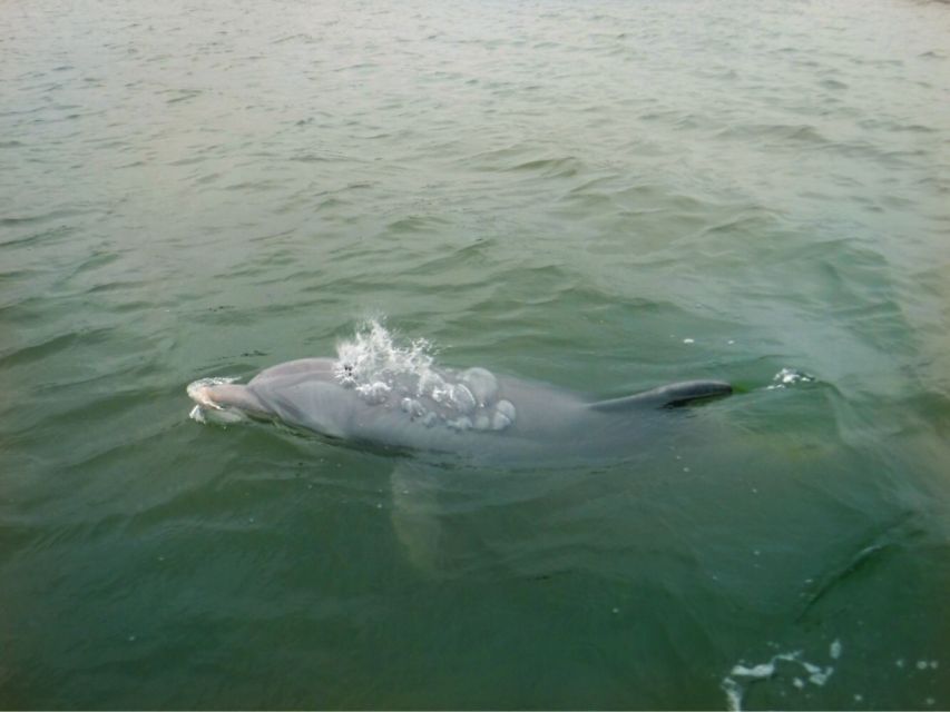 Hilton Head Island: Private Dolphin Watching Boat Tour - Tour Duration and Availability