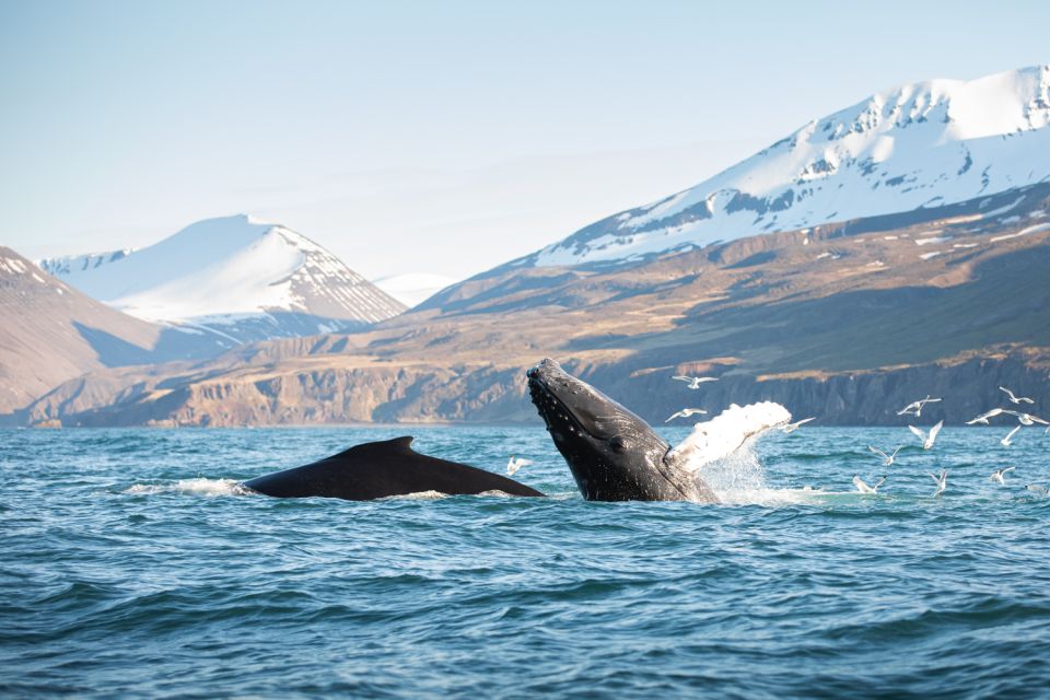 Husavik: Whale-Watching Cruise and Puffins Guided Tour - Inclusions