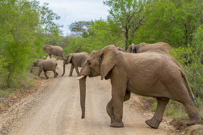 Isimangaliso Sunset Game Drive - Leopards, Buffaloes, and Elephants