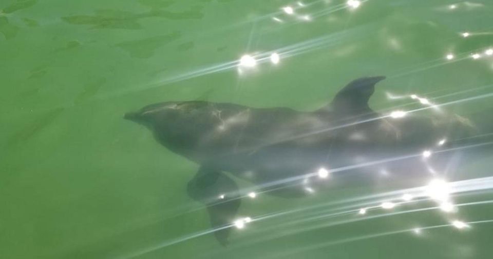 Island Paradise: Dolphin, Shelling, Birding Eco Boat Tour - Booking Information