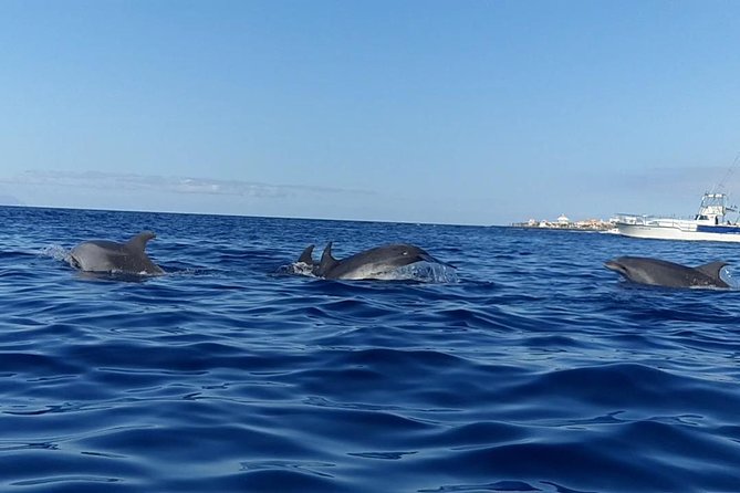 Kayak With Dolphin & Turtle Watching Private Tour - Tour Details