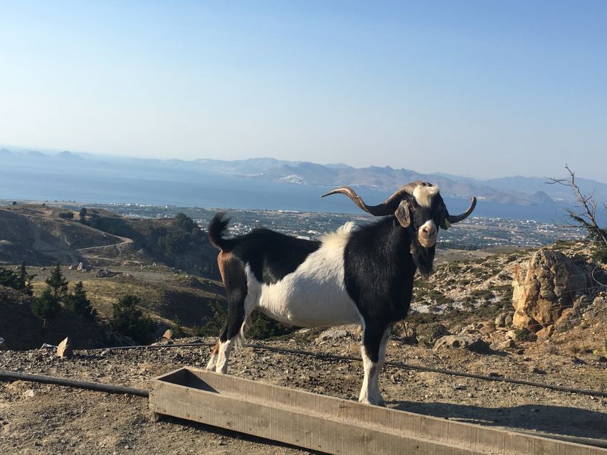 Kos: Full-Day Jeep Safari With Lunch - Traditional Village Visits