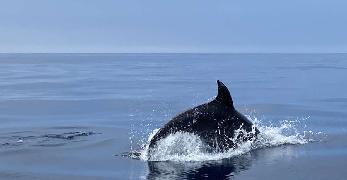 Lagos: Dolphin Watching Tour - Meeting Point and Directions