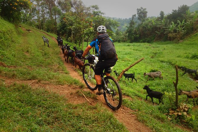 Lake Victoria Island Cycling Tour From Kampala - Logistics