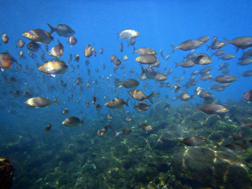 Lanzarote: 2-Dive Package in Playa Blanca - Certified Divers - Timanfaya Reef