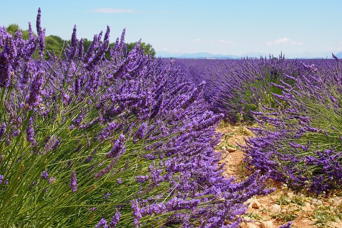 Lavender Fields Tour in Valensole From Marseille - Comfortable Transportation and Amenities