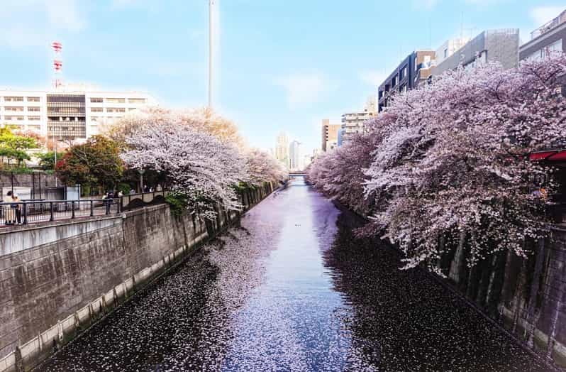 Licensed Guide Tokyo Meguro Cherry Blossom Walking Tour - Experience Details