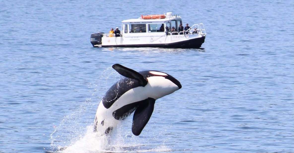 Lopez Island: Whale & Orca Boat Tour - Highlights