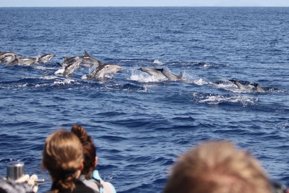 Madeira: Guaranteed Whales or Dolphins Watching Tour - Customer Satisfaction and Success