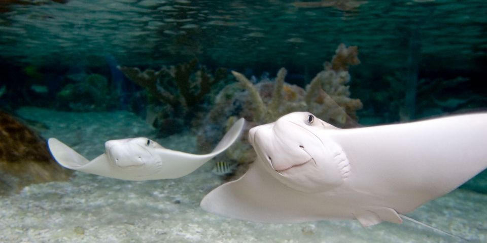 Mall of America: Sea Life Minnesota Aquarium Entry Ticket - Unique Marine Life Encounters