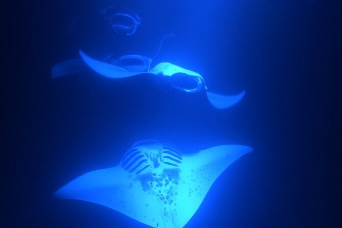 Manta Ray Snorkeling by Night in Kailua-Kona, Hawaii - Safety and Participation Requirements